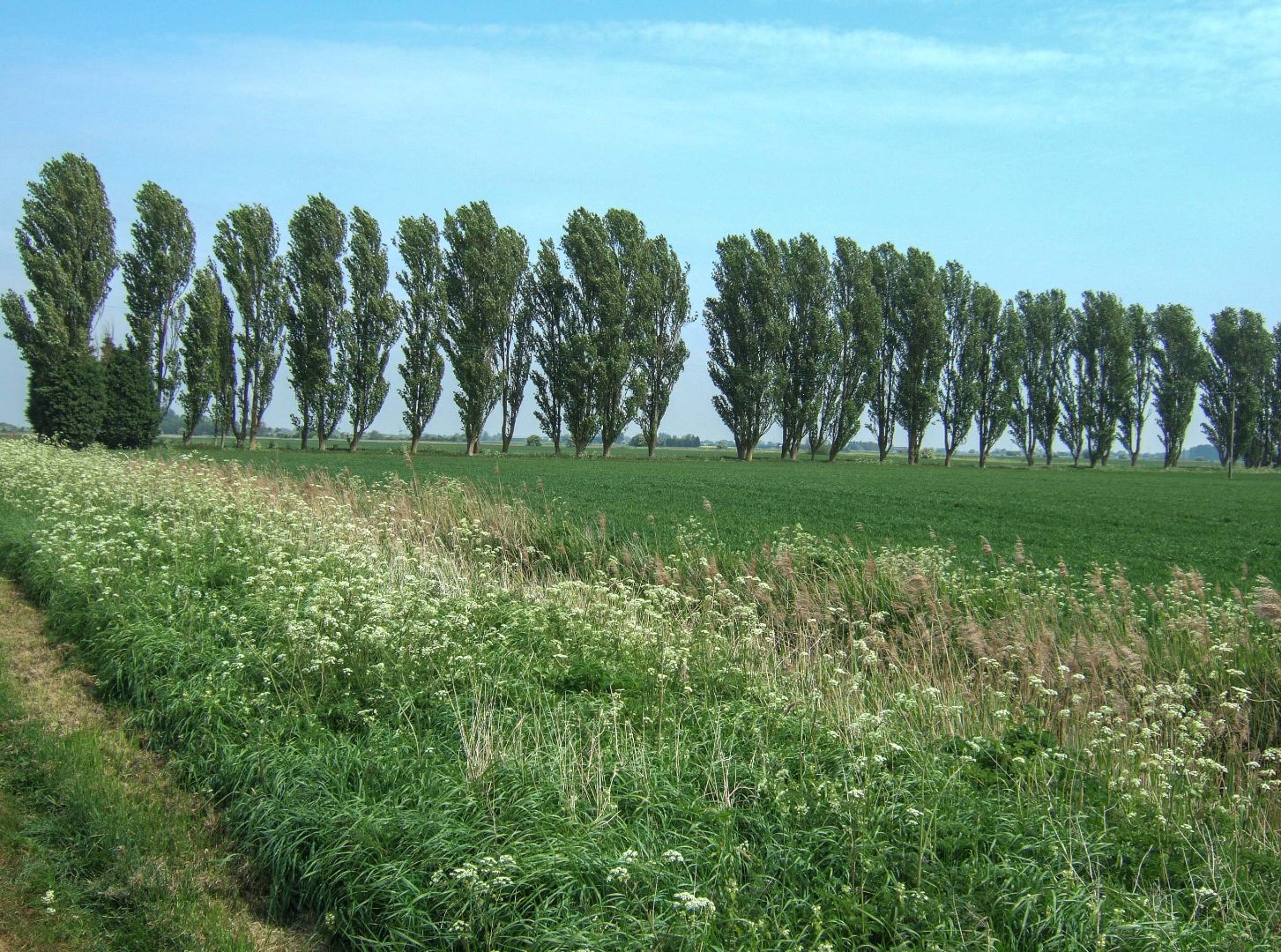 poplar trees Highgate Farm.jpg